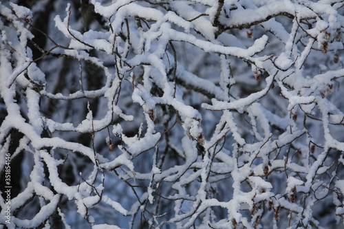 Neige et buisson