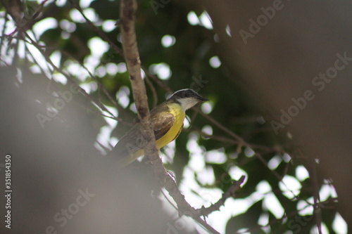 luis gordi cuello cantando en el árbol  photo