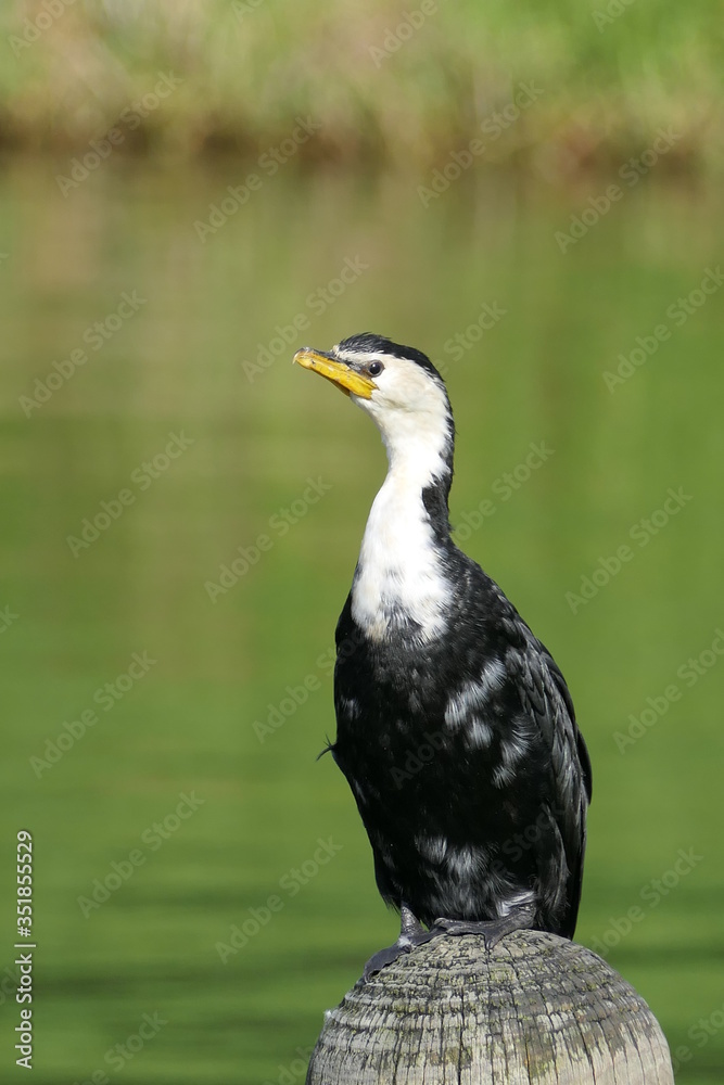 Fototapeta premium Little pied cormorant or little shag sitting on a wooden pile in a lake