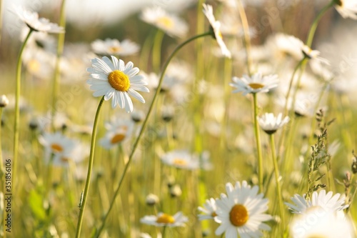 Daisies on a spring meadow at dawn