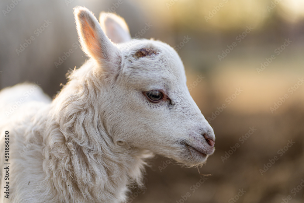 Image of young lamb on a green grass during sunset