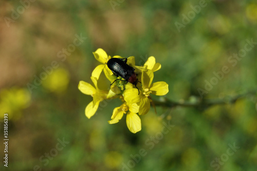 Escarabajo negro en flor silvestre amarilla en primavera