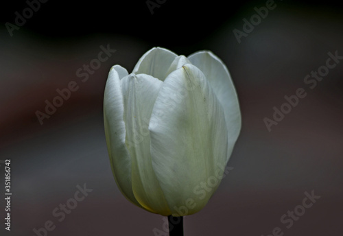Fototapeta Naklejka Na Ścianę i Meble -  single white tulip