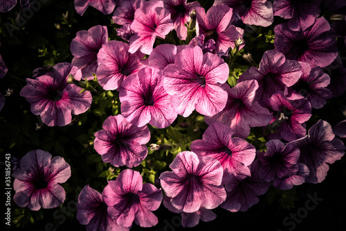 beautiful pink petunia flowers on a green background