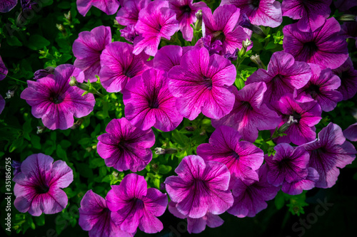 beautiful pink petunia flowers on a green background © Гутаревы