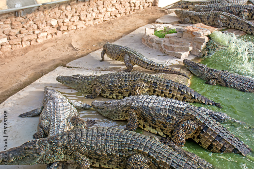Obraz premium crocodiles