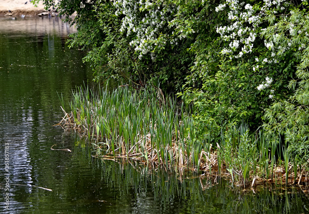 ducks on the pond ducks on the pond