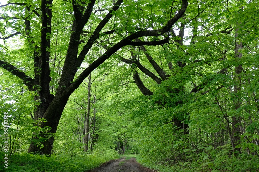 Beautiful forest way between trees with intensely green foliage lit by sun