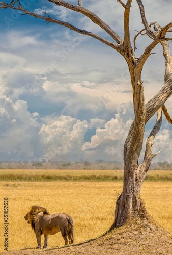 A male lion stands alone under an old dead tree in an open plain, with storm clouds in the distance, in northern Botswana.