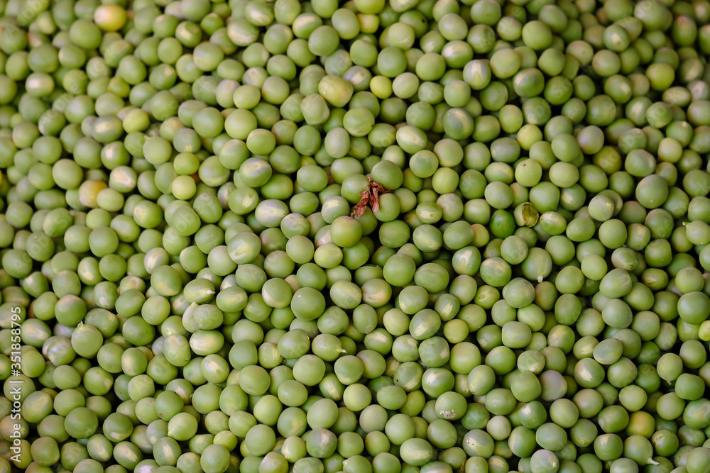 Green peas texture background from the top view. Healthy fresh green peas in a greenhouse on an organic farm. Royalty high-quality free stock image of beans. Nature photography. Green peas texture background from the top view. Healthy fresh green peas in a greenhouse on an organic farm. Royalty high-quality free stock image of beans. Nature photography.