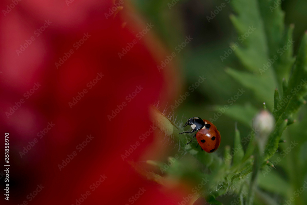 Obraz premium marienkäfer