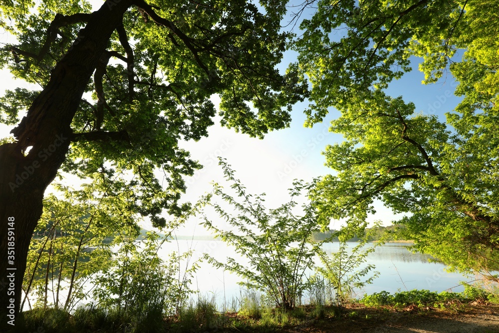 Obraz premium Spring oaks on the lake shore highlighted by the rising sun