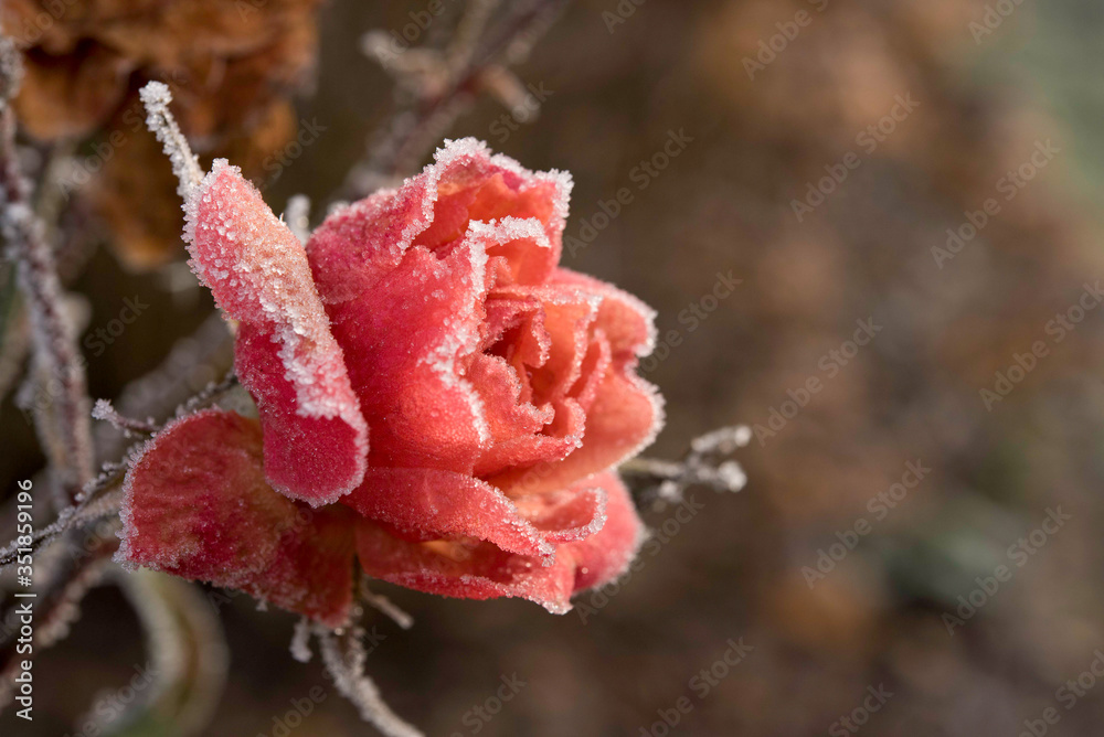 Rose mit Raureif Rose mit Raureif