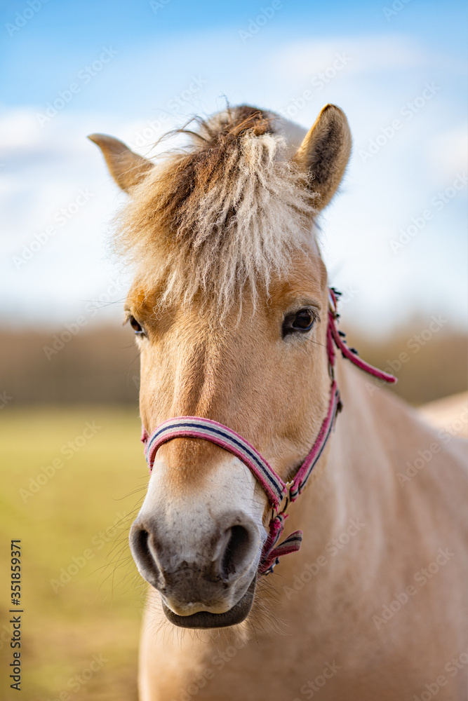 Image of young horse on the field Image of young horse on the field
