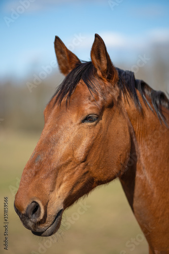 Image of young horse on the field