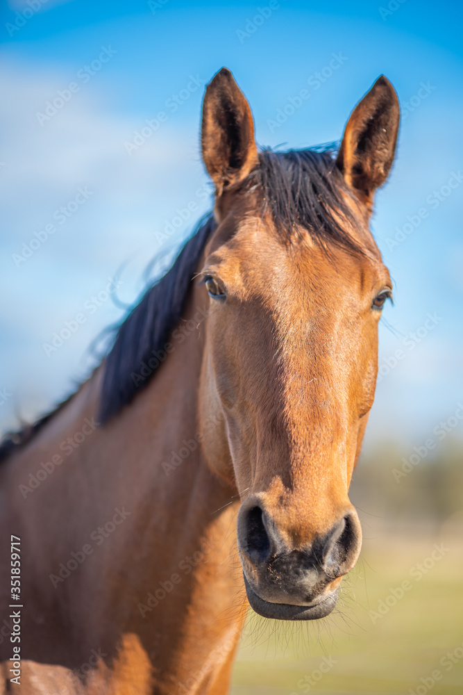 Obraz premium Image of young horse on the field