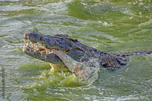 alligator in the everglades