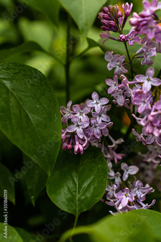 lilac flowers on a branch with raindrops