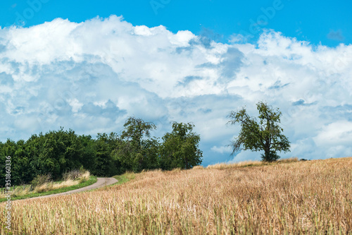 Paysage de campagne en été