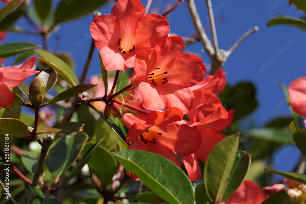 Beautiful red blossom on a tree with blue sky in the background