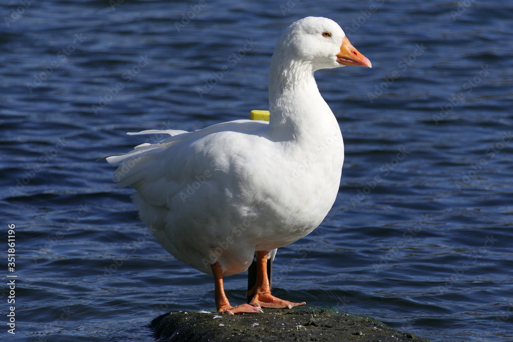 Beautiful domestic goose standing on a stone in a lake