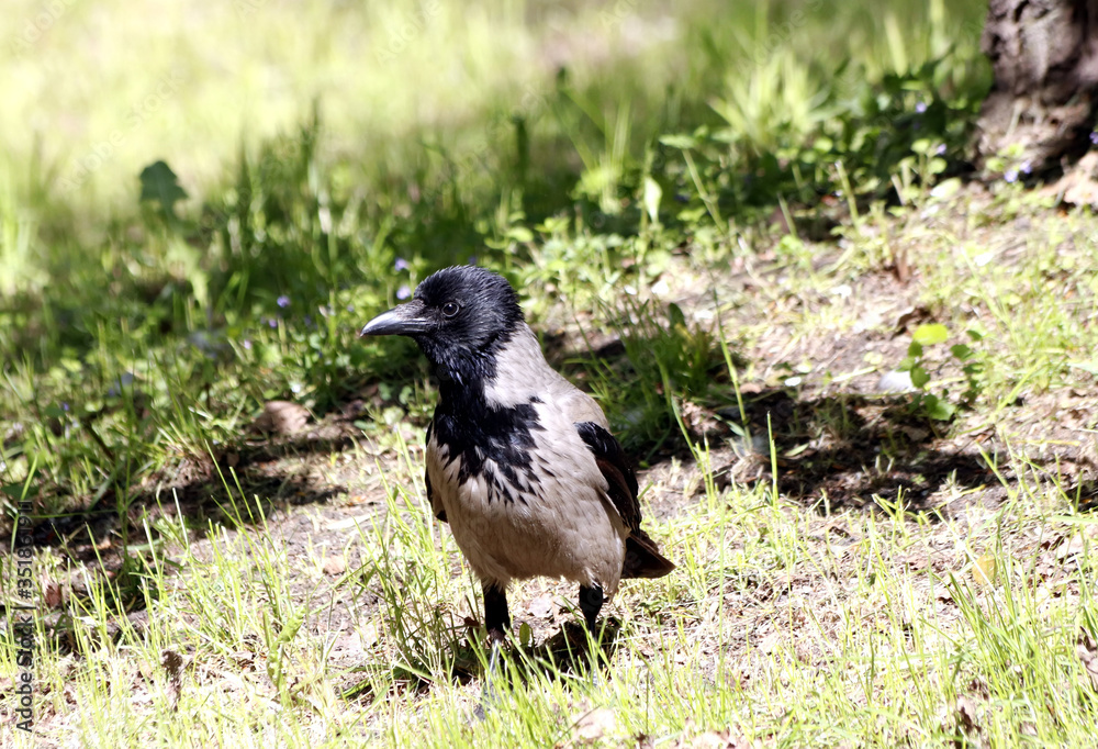 Fototapeta premium crow on the grass