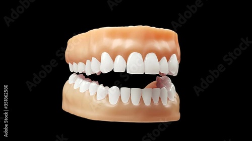 Realistic teeth model with alpha channel, looping 4k video photo