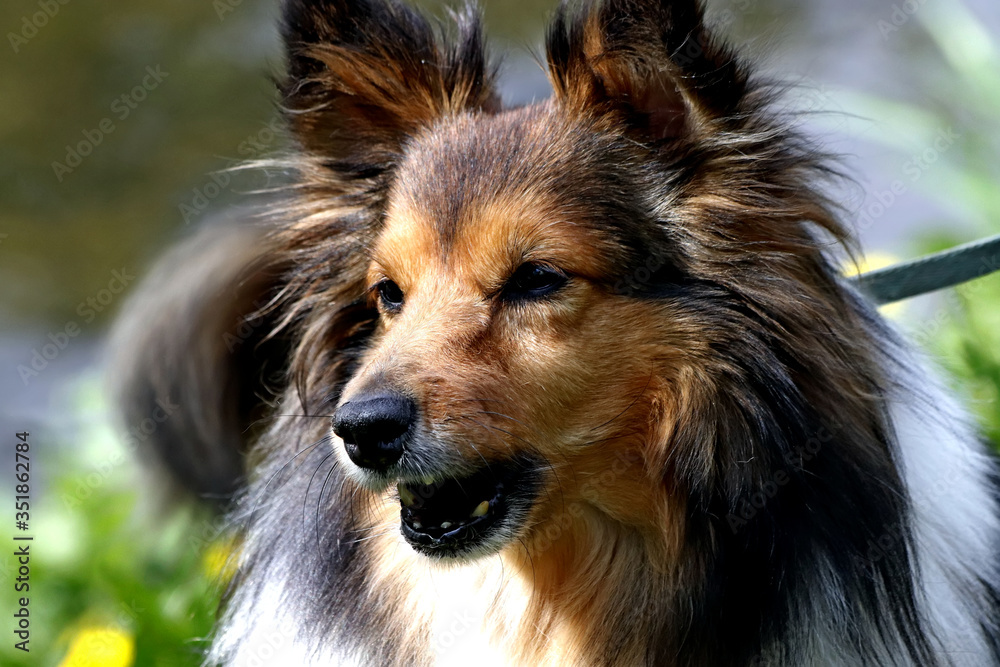 australian shepherd dog