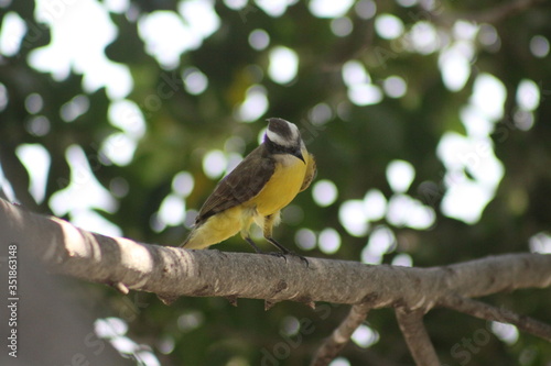 luis gordi cuello cantando en el árbol photo