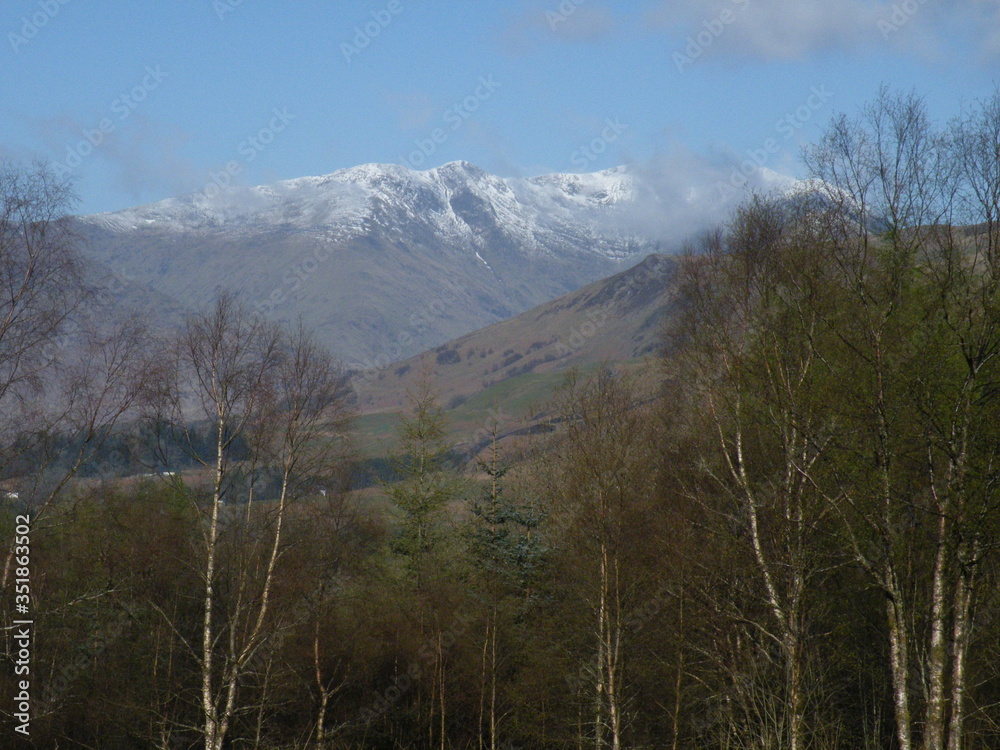 Snow capped mountain beyond birch wood