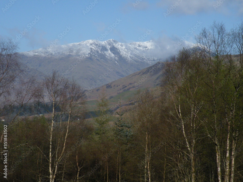 Snow capped mountain beyond birch wood Snow capped mountain beyond birch wood