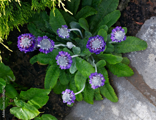 Close up of a flowering Primula capitata subsq. mooreana in a flower border photo