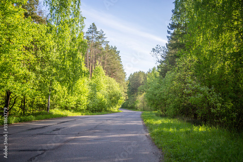 road in a pine forest on a sunny day