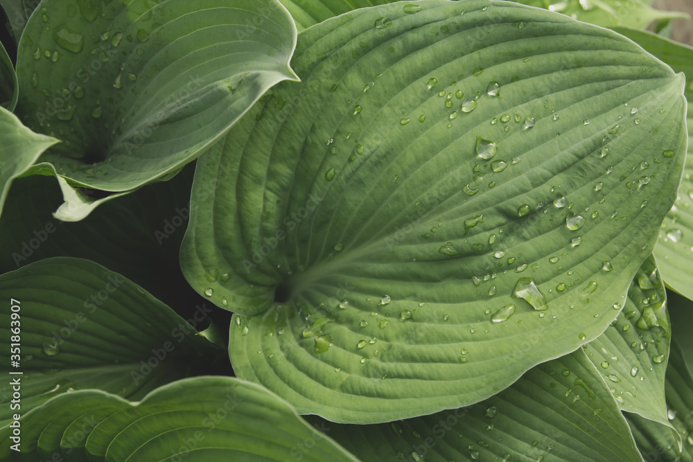 Obraz premium Wet blue hosta leaves after rain. Hosta in the garden. Drops of water on the leaves.