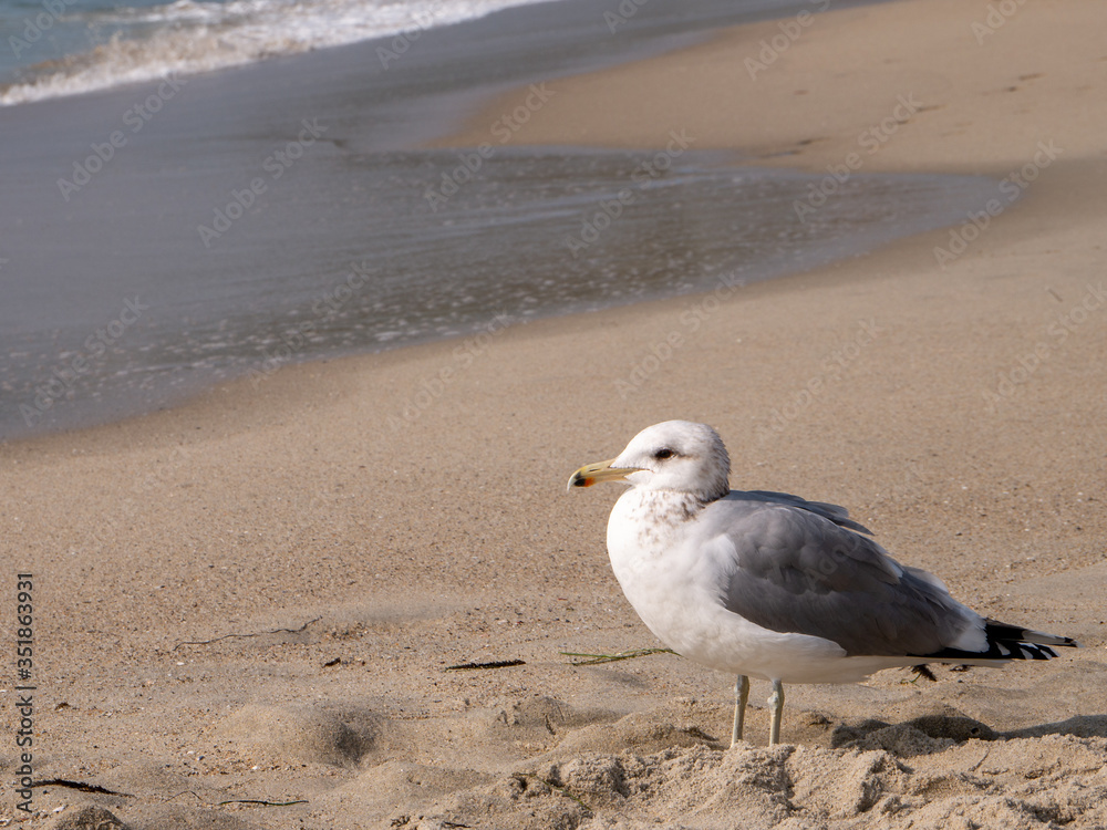close-up photograph of a seagull looking at the sea on a sunny day at Laguna Beach, California close-up photograph of a seagull looking at the sea on a sunny day at Laguna Beach, California