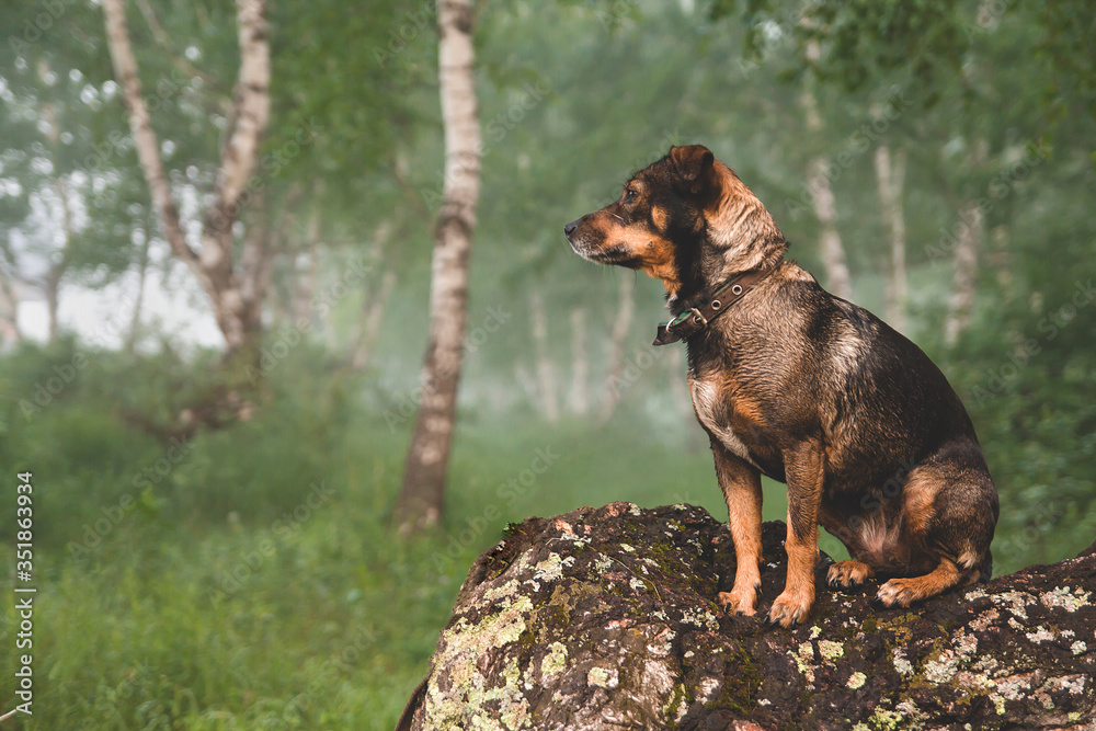 A small brown dog sits on a crooked birch trunk. Morning walk of the dog in a birch grove. A small brown dog sits on a crooked birch trunk. Morning walk of the dog in a birch grove.