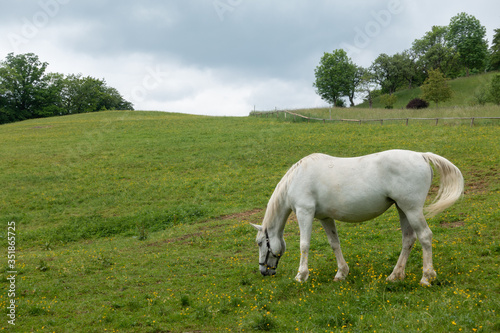 LIPIZZANER . LIPIZZANER HORSES
