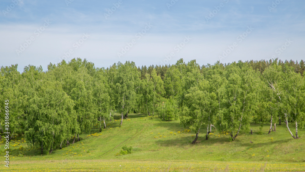 birch grove on the slope of a green hill on a sunny day birch grove on the slope of a green hill on a sunny day