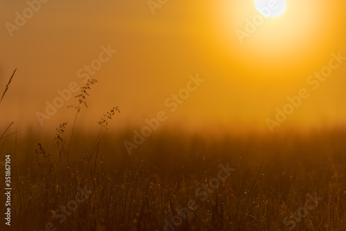 Looking into the warm rising sun over wild grass and flower meadow with dew drops