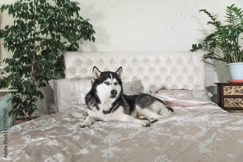 The pet lies on a luxurious bed in the roThe pet lies on the bed, while the owners are not at home. The concept of love for pets