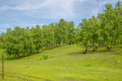birch grove on the slope of a green hill on a sunny day