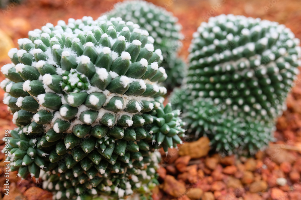 Blooming cactus plants in desert park and Succulent garden. Mammillaria Bucareliensis Cactaceae on Brown pumice stone Blooming cactus plants in desert park and Succulent garden. Mammillaria Bucareliensis Cactaceae on Brown pumice stone