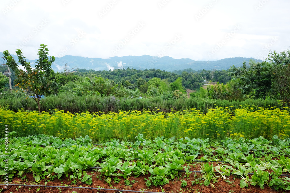 Greenery rows plant and flowers agriculture field is farmland growing on the mountain at monjam hill in Thailand.