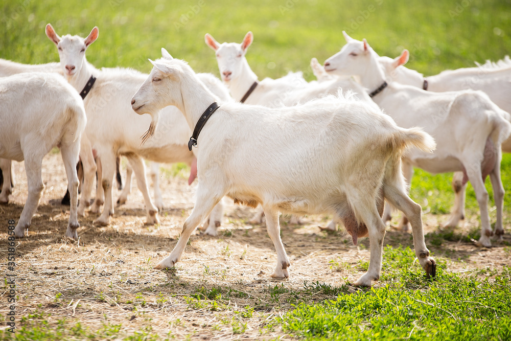 Obraz premium goat with a large udder, a large white goat is in the herd, farming in the village, good weather, green grass,