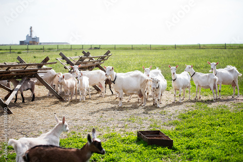 a herd of goats walks on a green field, white goats with collars walk and eat grass, good weather, hay lies on the ground, milk goats,