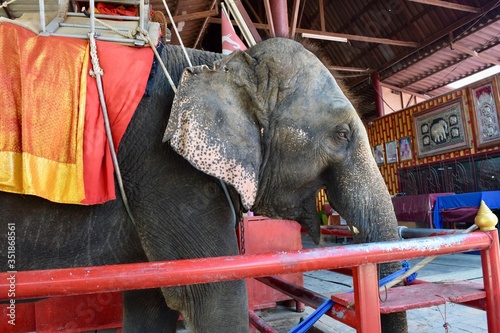 Elephant at Ayutthaya.