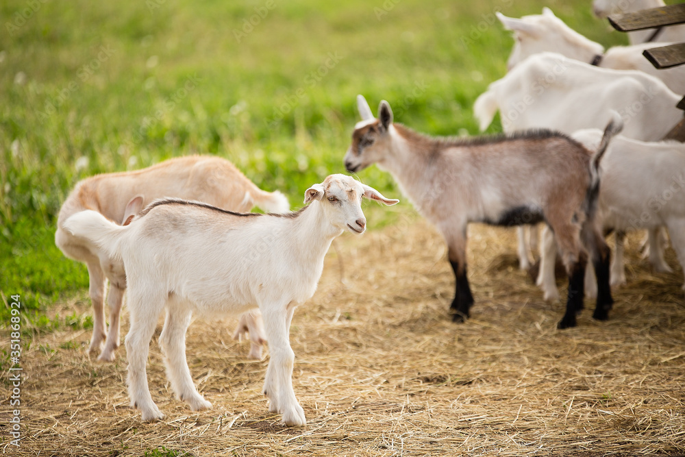 Fototapeta premium a herd of little goats walks on the green grass, beige, brown and white goats go, good weather, summer. dry grass and hay lie on the ground