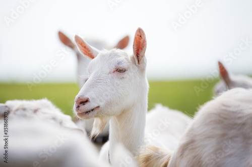 a portrait of a large white goat, a goat stands in a herd, white coat and nose and ears to a point, looks away, ears stick out,