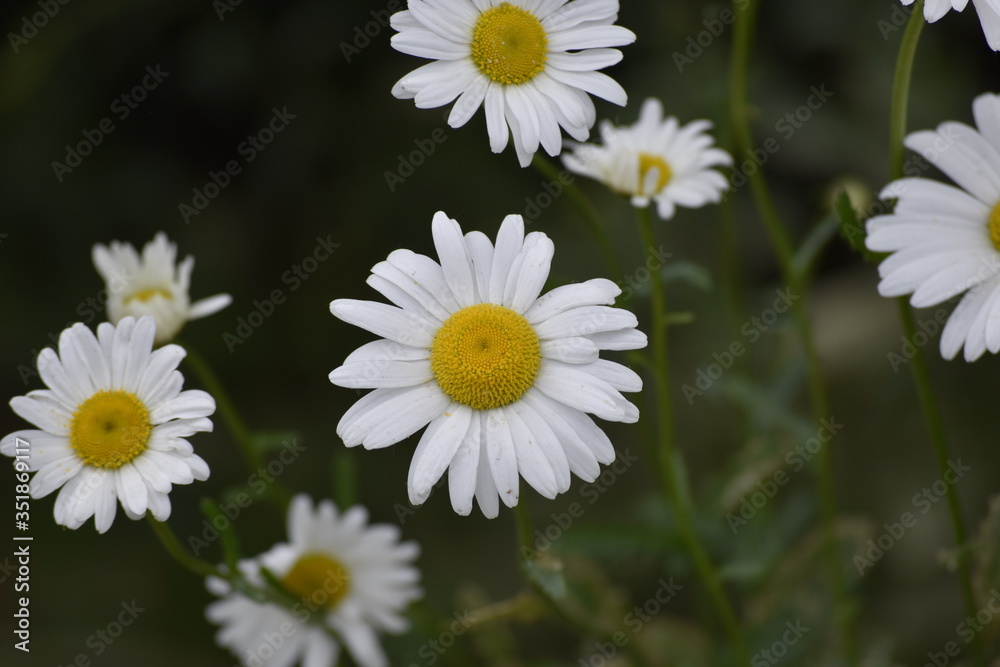 white daisies in a field white daisies in a field