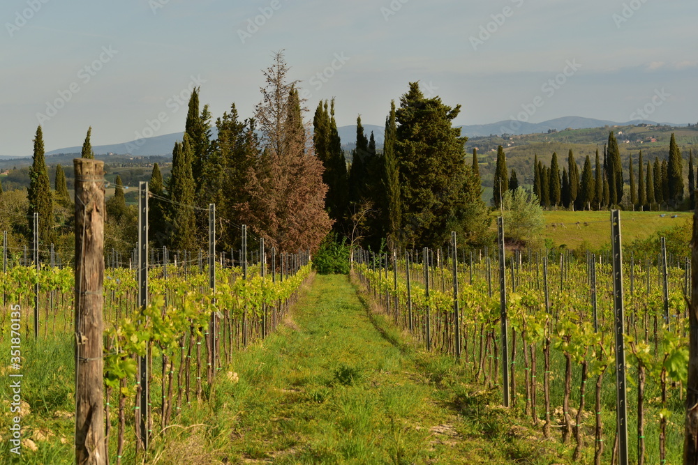 Obraz premium vineyards in autumn